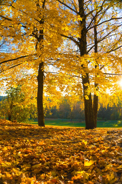 istock Autumn leaves. Autumn foliage at sky background. 1356063428