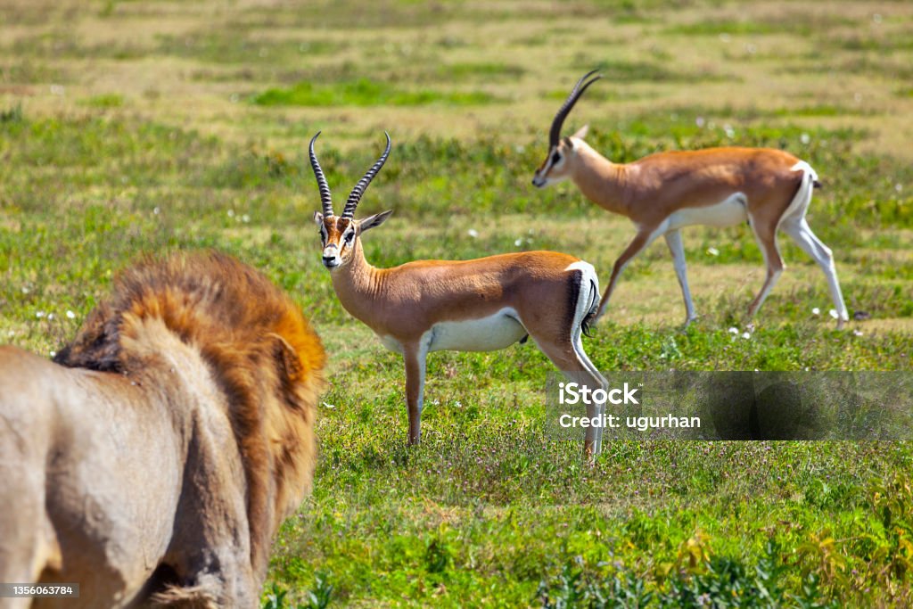 A lion watching its prey. Lion - Feline Stock Photo