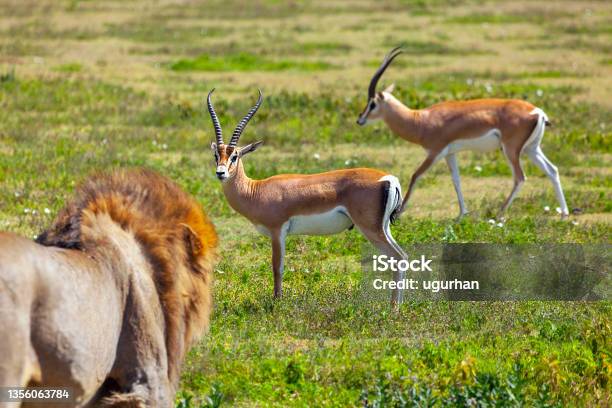 A Lion Watching Its Prey Stock Photo - Download Image Now - Lion - Feline, Gazelle, Animals Hunting