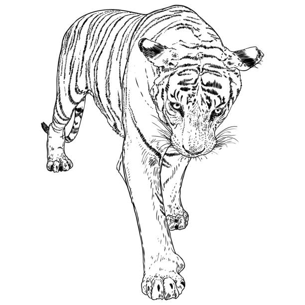 1,300+ Black And White Tiger Drawings Stock Photos, Pictures & Royalty ...