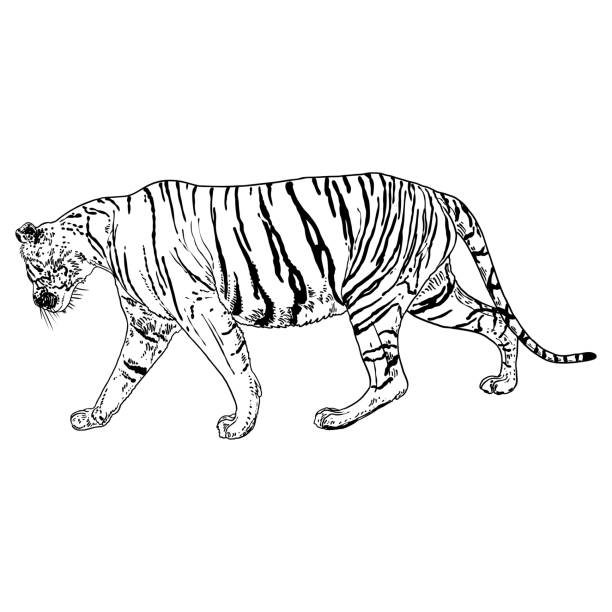 istock Tiger walking. Amur or Siberian tiger, big wild cat. Endangered animal from red book, hand drawn. Vector. 1356064382