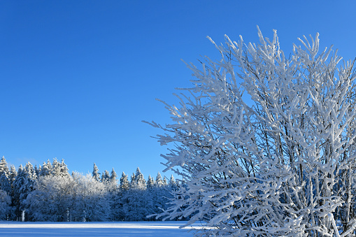 Beautiful winter forest in the Rhön with a bright blue sky
