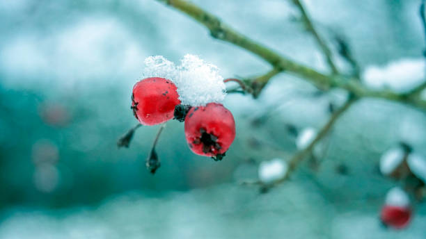 istock branches of viburnum red berries covered with snow 1356064432