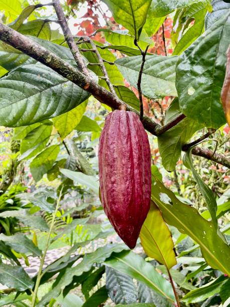 istock Cocoa or Cacao Fruit - Fruit Plants & Plantation Crops 1356065679