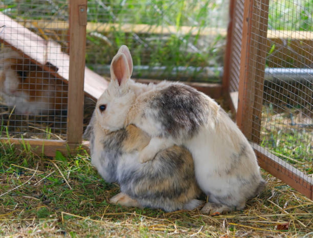 istock Two domestic rabbits run after each other. reproduction process 1356065831