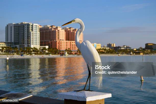 White Egret Perched On Boardwalk Rail Stock Photo - Download Image Now - Bird, Clearwater - Florida, Animal