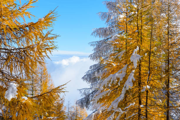 View thru a pine and larch tree forest on a mountain in Carinthia, Austria