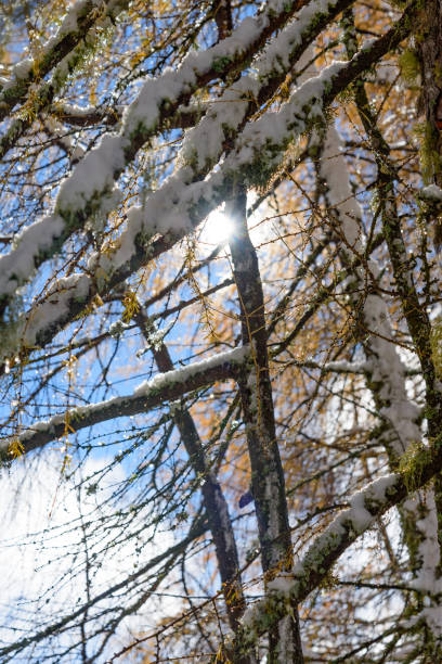 pokryte śniegiem gałęzie sosny w podświetlenie - park snow tree back lit zdjęcia i obrazy z banku zdjęć