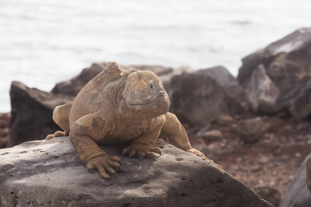 istock Barrington Bay, Santa Fe, Galapagos islands 1356068467
