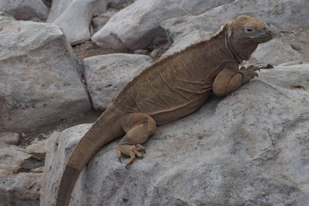 istock Barrington Bay, Santa Fe, Galapagos islands 1356068512