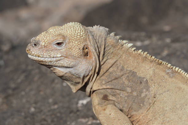 istock Barrington Bay, Santa Fe, Galapagos islands 1356068520