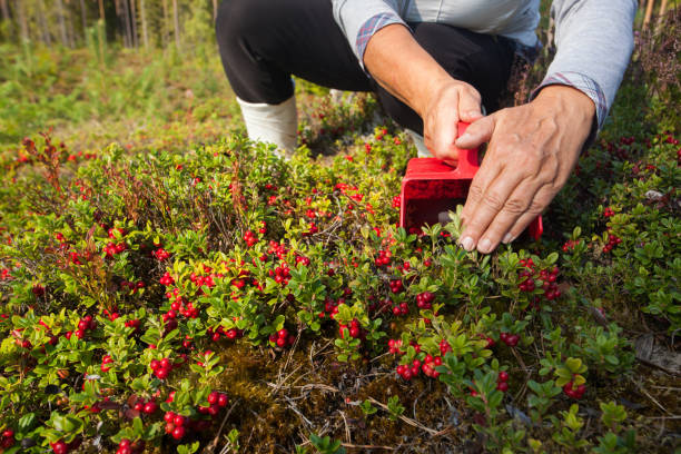 Picking fresh ripe Lingonberries, Vaccinium vitis-idaea, with berry harvester combaine in autumnal Estonian forest Picking fresh ripe Lingonberries, Vaccinium vitis-idaea, with berry harvester combaine in autumnal Estonian forest, Northern Europe. cowberry stock pictures, royalty-free photos & images