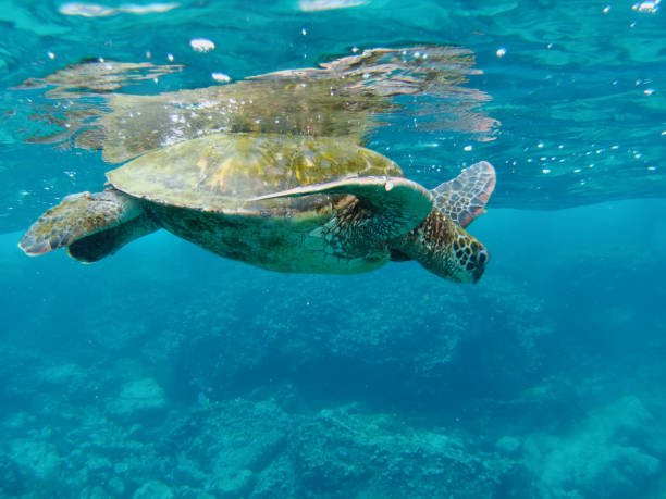 istock Santa Fe underwater, Galapagos islands 1356069739