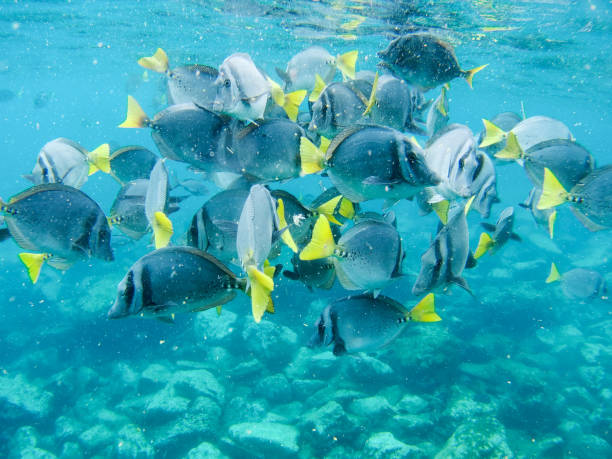 istock Santa Fe underwater, Galapagos islands 1356069750