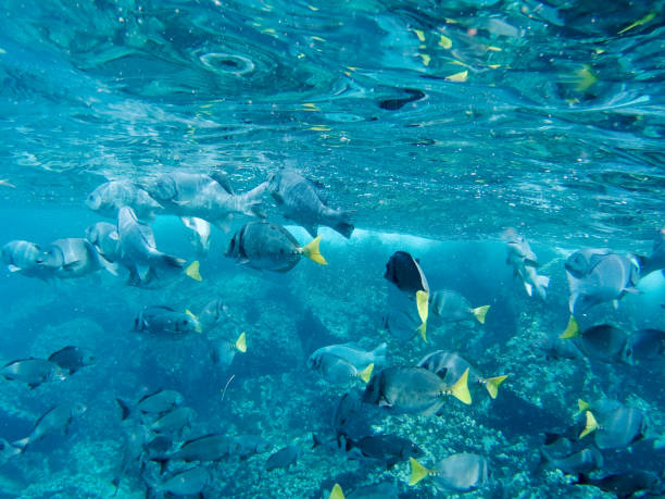 Santa Fe underwater experience - snorkeling with huge schools of fish