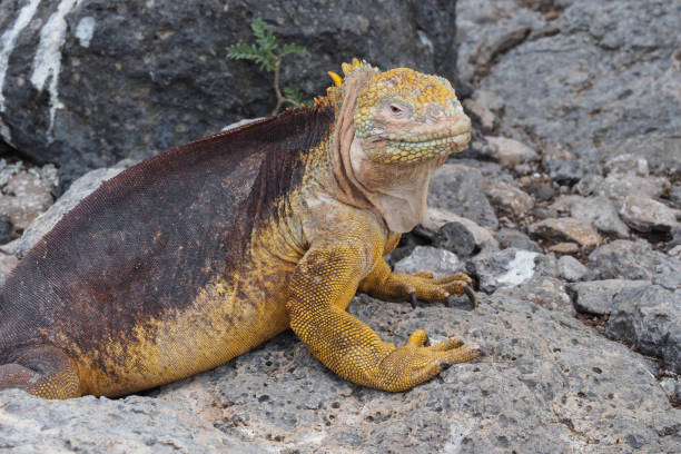 istock Plaza Sur, Santa Fe, Galapagos islands 1356070674