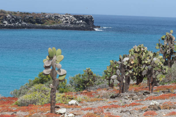 istock Plaza Sur, Santa Fe, Galapagos islands 1356070716