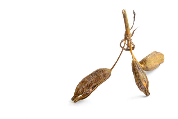 istock Ripe iris seeds. Scattered on the surface of the table. Space for text. 1356070922