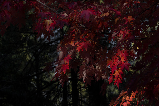 Prescott Arizona Red Maple leaves lit by sunlight in a forest of trees