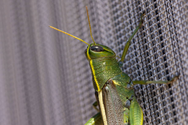 istock Bright green and yellow striped grasshopper on a window screen 1356071099