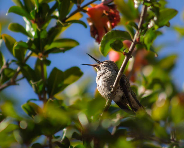 Yawning Hummingbird stock photo