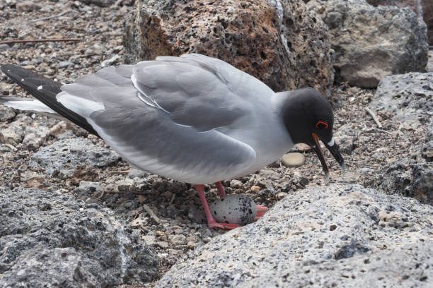 istock Swallow-tailed gull, Santa Fe, Galapagos Islands 1356073913