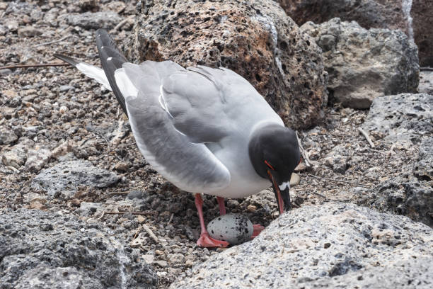 istock Swallow-tailed gull, Santa Fe, Galapagos Islands 1356073920
