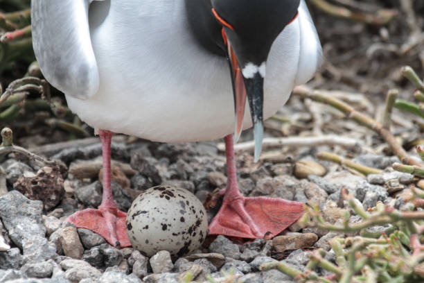 istock Swallow-tailed gull, Santa Fe, Galapagos Islands 1356073958