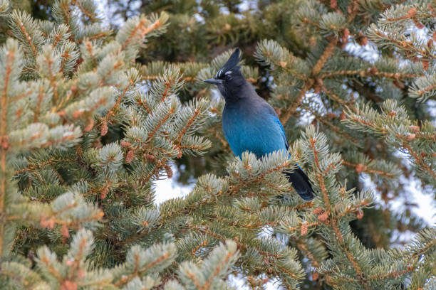 istock Steller's Jay perched on a pine tree - Frisco - Colorado - USA 1356074818