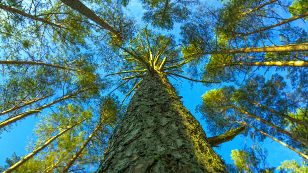 istock bottom view of the coniferous forest 1356075827