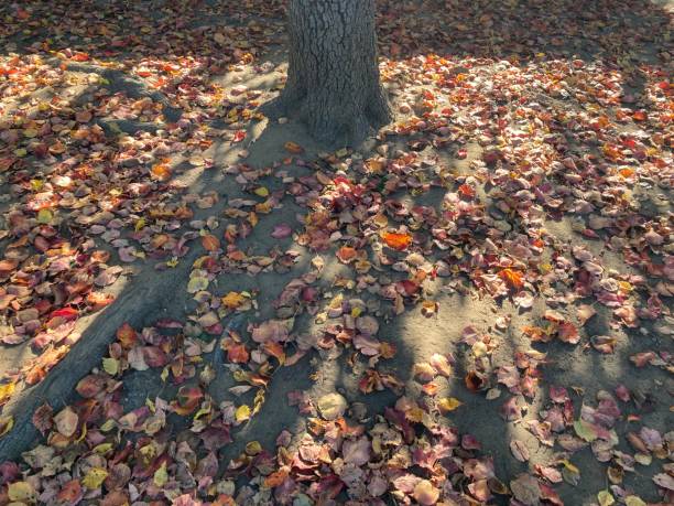 istock Multi-colored autumn leaves litter the ground under the tree on a sunny day 1356080059