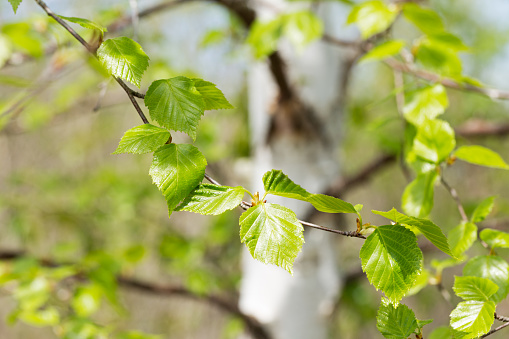 Close-up photograph of Paper Birch trees in Springtime.