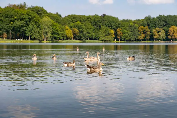 Grey goose birds swimming on a lake in a public park next to the Moritzburg Castle. Animal wildlife in nature. The water is reflecting the blue sky and the clouds. Idyllic scenery in a rural area.