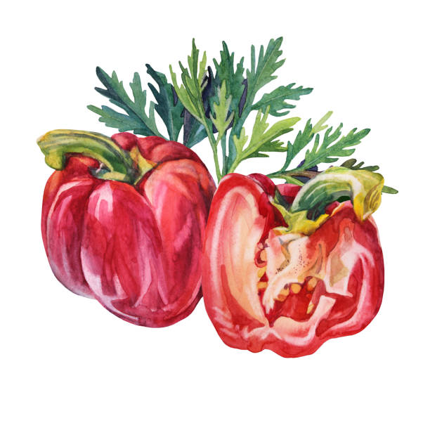 istock Watercolor bell pepper and greenery parsley isolated on white background. Hand drawn sweet food red vegetable for cooking book menu. Clipart creative spicy paprika for cafe sticker sketchbook card 1356082202