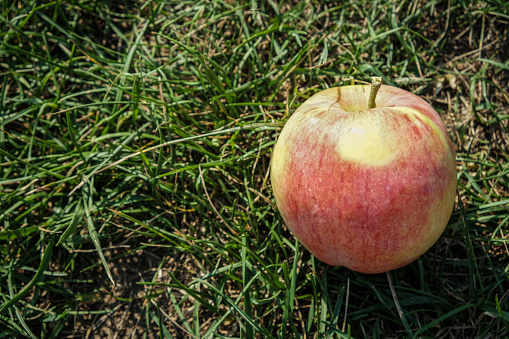 fresh red and yellow apple on green grass.
