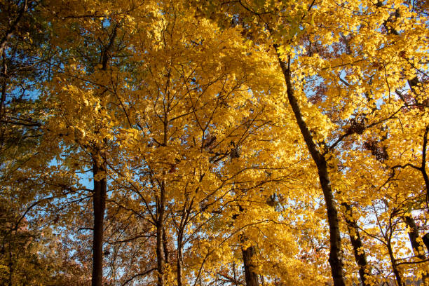 istock Colors of Autumn. 1356086471