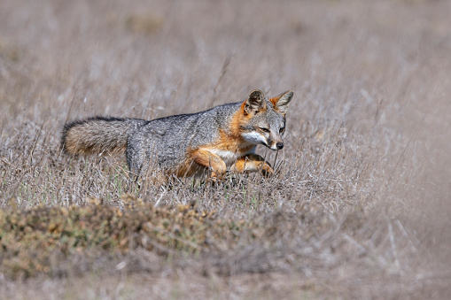 The island fox is a small fox that is endemic to six of the eight Channel Islands of California. There are six subspecies, each unique to the island it lives on, reflecting its evolutionary history.