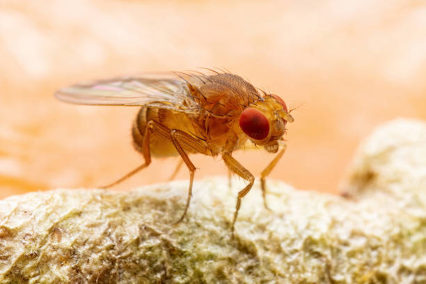 istock Tropical Fruit Fly Drosophila Diptera Parasite Insect Pest on Ripe Fruit Vegetable Macro 1356086610