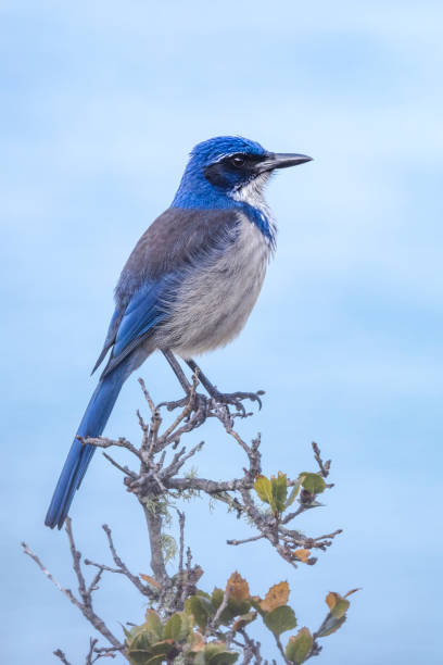Of the over 500 species of birds that breed in North America, only one, the island scrub-jay, occurs on a single island\