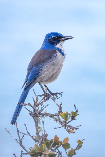 Of the over 500 species of birds that breed in North America, only one, the island scrub-jay, occurs on a single island