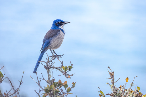 Eastern bluebird with one remaining tail feather after a near miss with a feral cat. Bird is perched on a branch in the afternoon hours on Hilton Head Island. Green background.