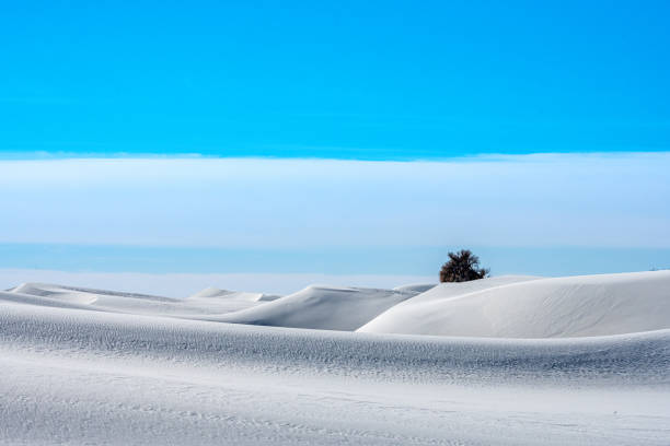istock Single Tree Rising Out Of The Undulating Dunes 1356088037