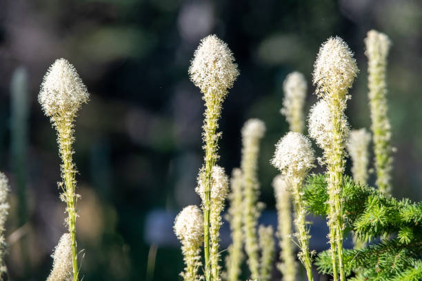 Actaea racemosa in woodland in southern Ontario, Canada in May.  It’s native to the area.