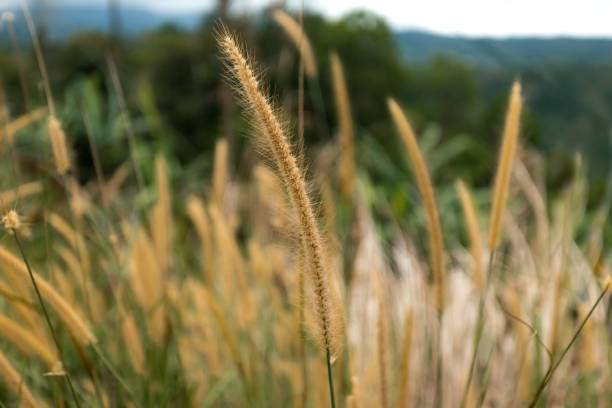 Close up of wild grass - Stock photo