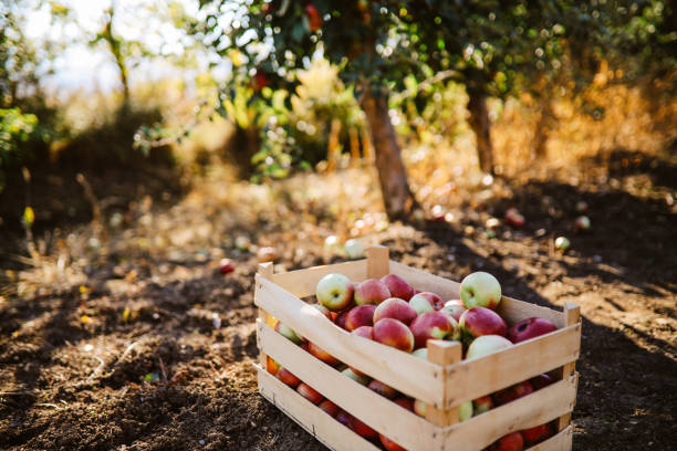 유기농 농장 마당에서 사과로 가득 찬 상자 - apple vegetable crop tree 뉴스 사진 이미지