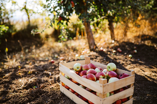 Crate filled with apples at the organic farm yard.