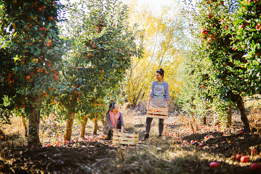 Female workers on the organic apples farm, carrying crates and doing field work.
