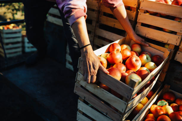 istock Woman picking apples the organic apple farm 1356090732