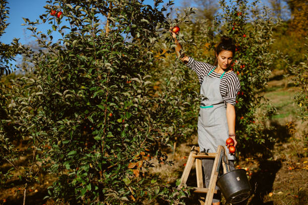istock Woman picking apples the organic apple farm 1356090905