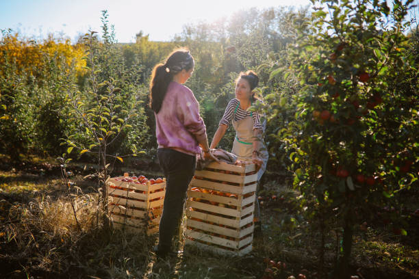 istock Women working at the organic farm 1356091784